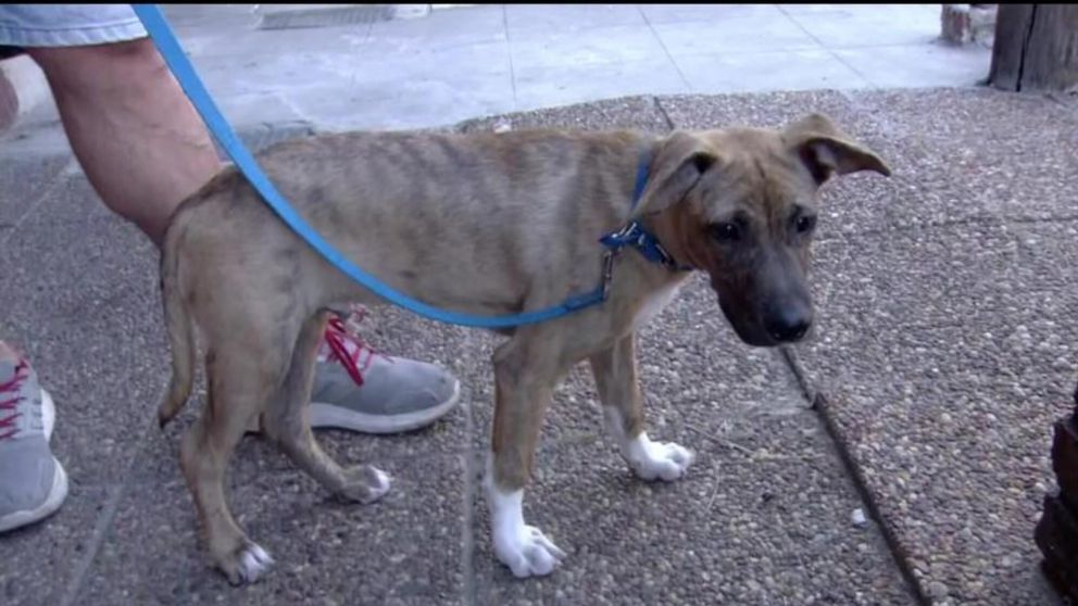 Su historia se viraliz� en redes luego de que se dieran a conocer las im�genes donde se ve a su antigua due�a abandon�ndolo poco antes del brindis por Navidad.