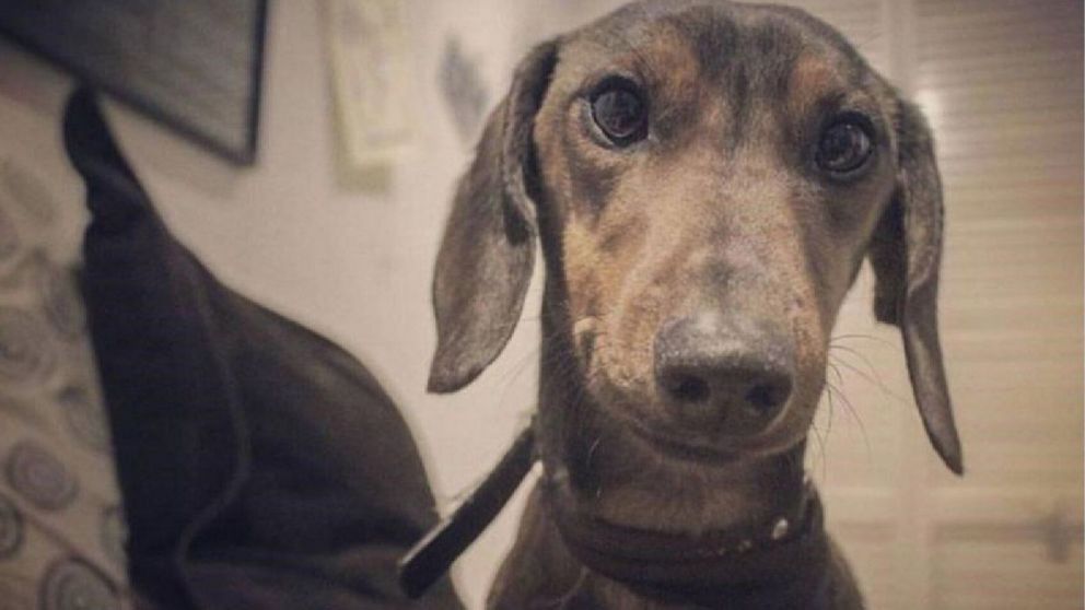 Un hombre estaba desesperado por encontrar a su perro perdido y llegó a ofrecer su moto como recompensa para recuperarlo.