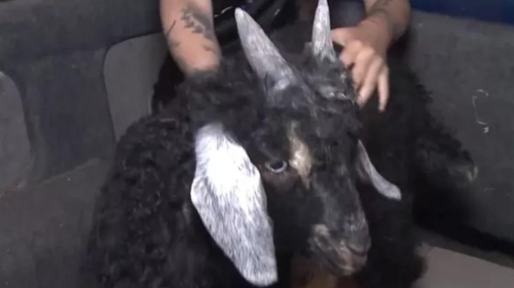 La cabra fue llevada al hogar de animales "Santuario Salvajes".