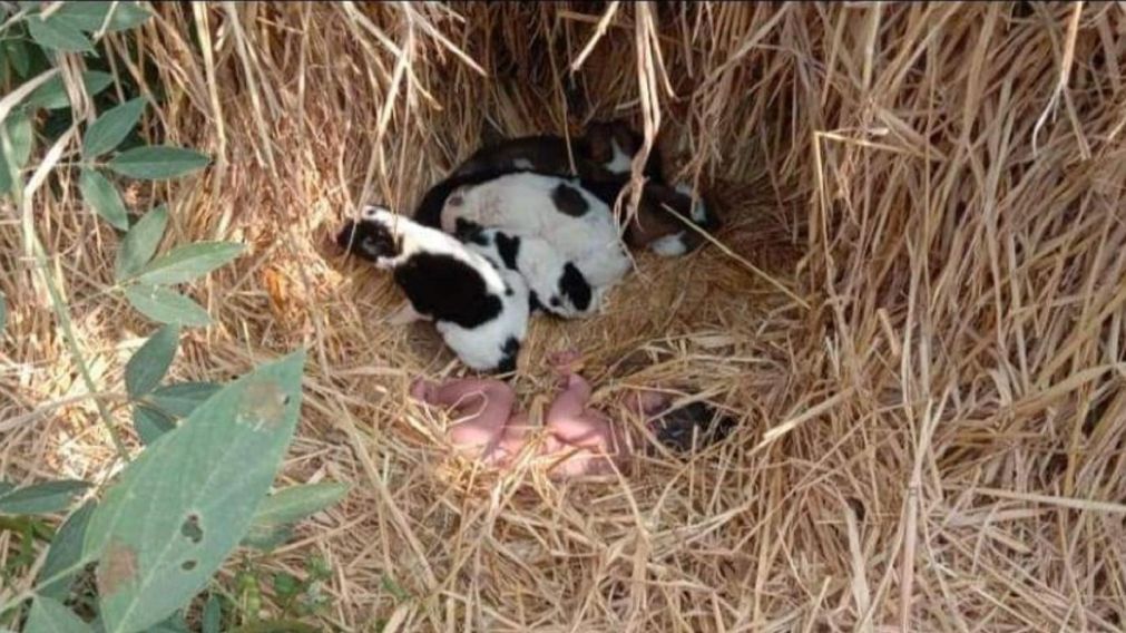 Un grupo de cachorros salvan a una beb� reci�n nacida que hab�a sido abandonada