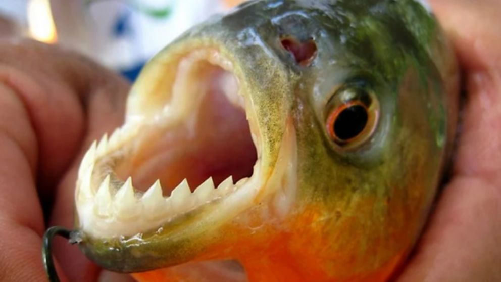 Las palometas tienen características similares a las pirañas.