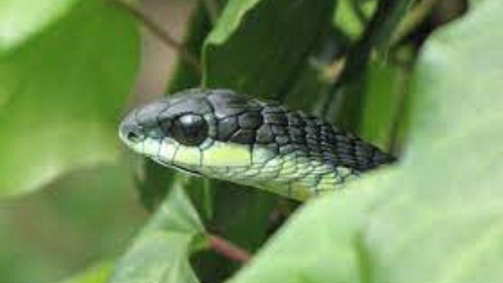 En el árbol de Navidad apareció una boomslang, también conocida como serpiente arborícola.