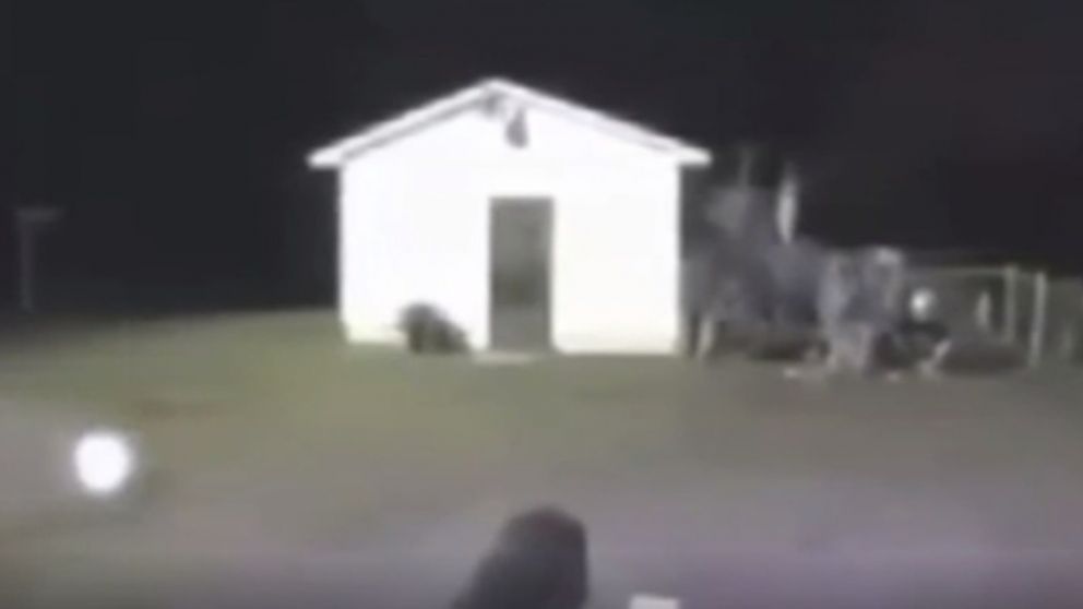 Pánico: extrañas luces deambulan por las noches en una granja en la cual murieron varios animales
