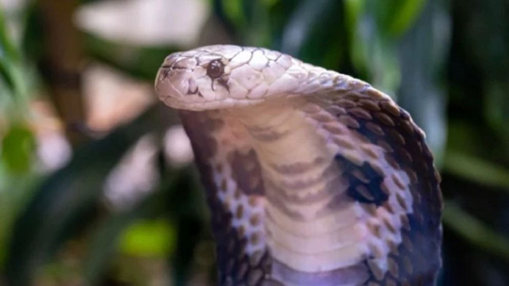 Apareció una serpiente en el baño y lo mordió cuando se sentó en el inodoro.