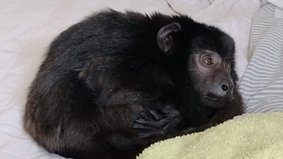 "Coco", el mono que rescataron en una fiesta de Belgrano R tiene atrofiadas sus cuatro patas por el maltrato que sufrió.