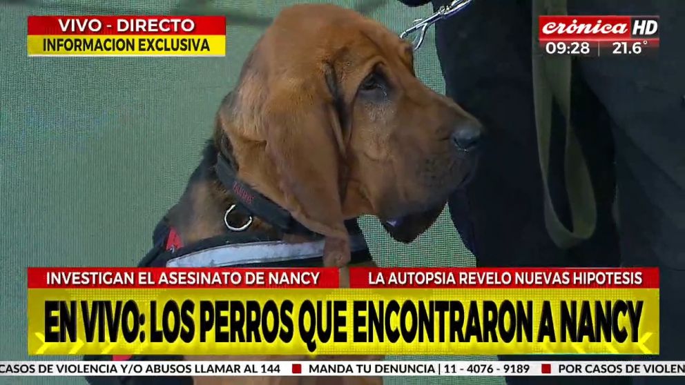 Femicidio de Nancy Videla: estos son los perros que la encontraron.
