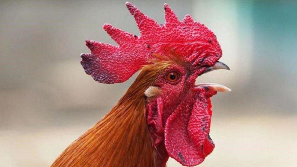Un gallo ingres� a un aula para participar de la clase de una escuela en Per�.