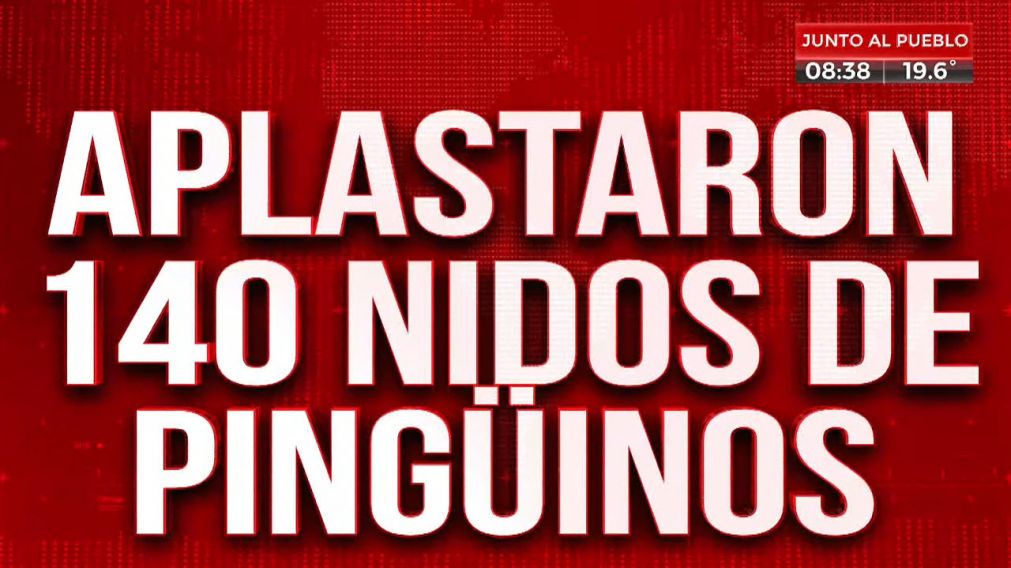 Tremendo: aplastaron 140 nidos de ping�inos en Chubut.