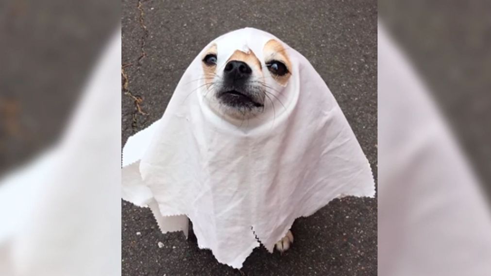 La presencia de un perro fantasma quedó grabada por las cámaras de seguridad.
