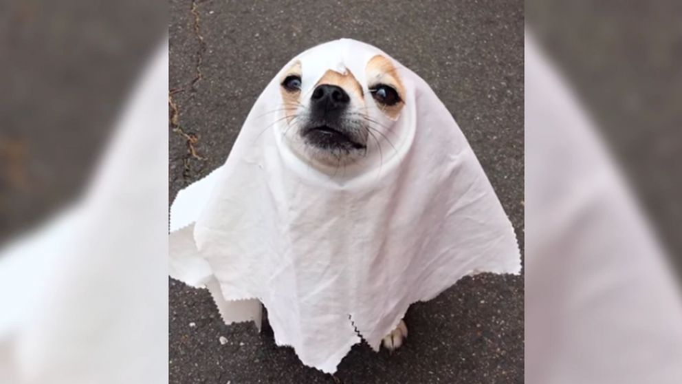 La presencia de un perro fantasma quedó grabada por las cámaras de seguridad.