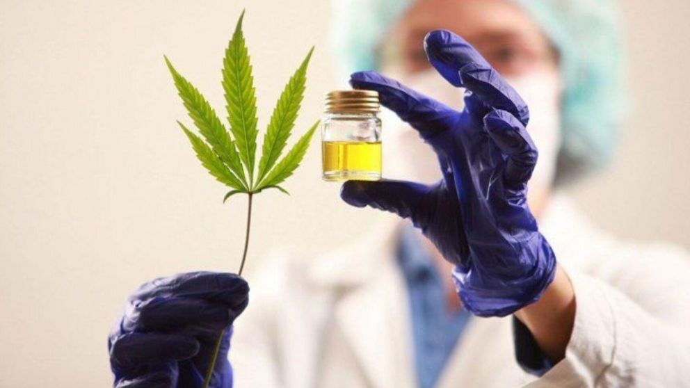 El proyecto de estudio del cultivo de cannabis con fines médicos y científicos fue aprobado en las últimas horas.