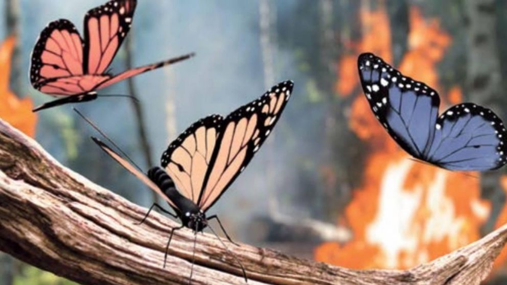 Escolaso: animales que pueden cambiar tu suerte en el azar.