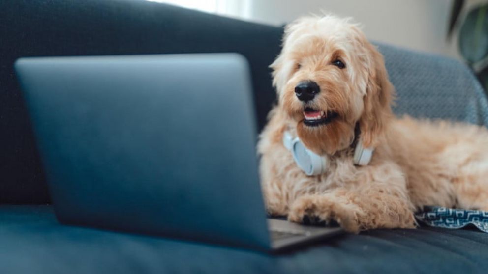 La tecnología permite a los perros llamar a sus dueños cuando estén de viaje o lejos de casa.