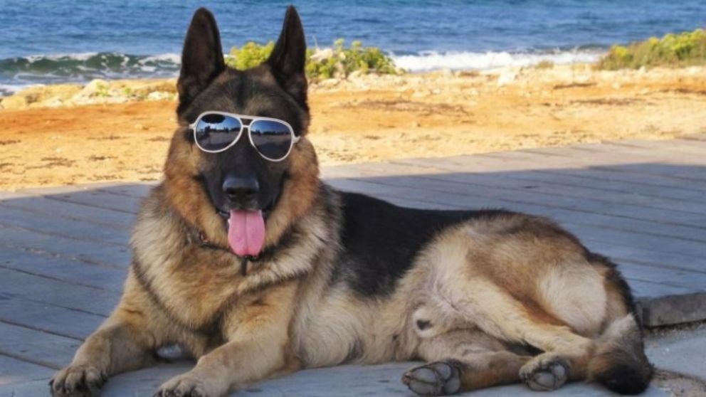 Gunther, el perro millonario que vive en la mansión de Madonna.