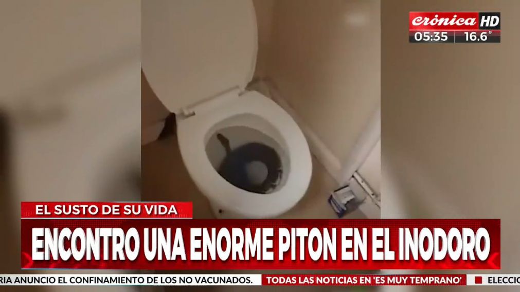 Encontró una enorme pitón dentro de su inodoro.