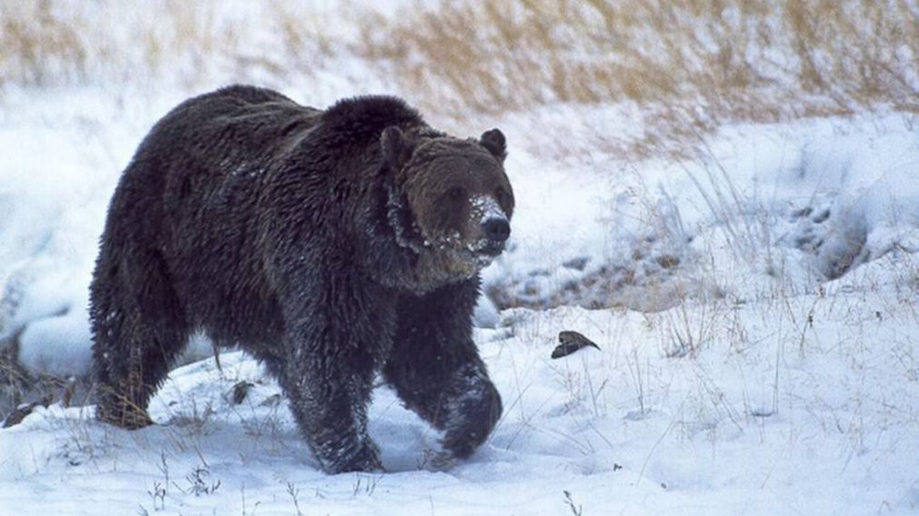 El estremecedor relato de Natassja Martin, la mujer que sobrevivió al feroz ataque de un oso (imagen ilustrativa).