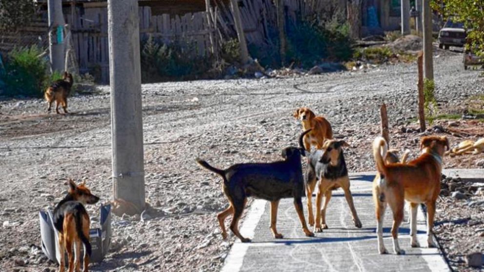 Un grupo de perros callejeros atacó a un chico de 15 años.