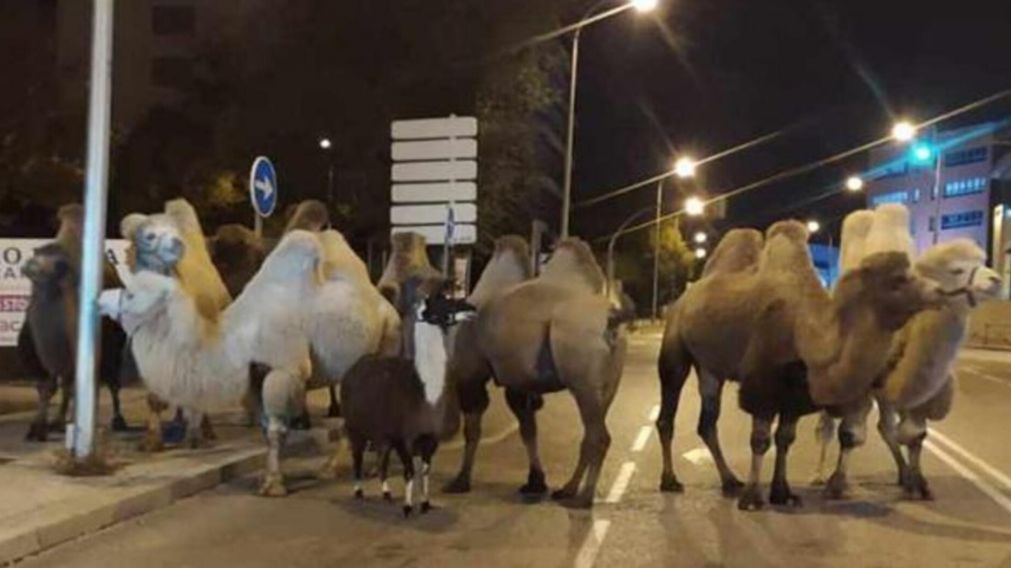 Ocho camellos y una llama deambularon por las calles de Madrid, en España.