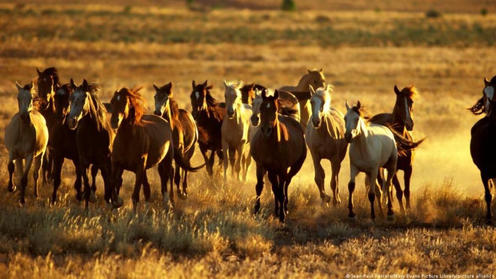 Consternación en Australia por la matanza de miles de caballos (Imagen ilustrativa).