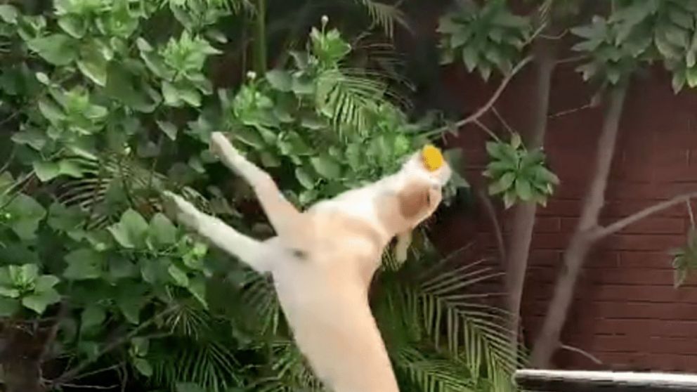 La cuenta de TikTok está llena de videos con las travesuras de la perrita llamada Leia