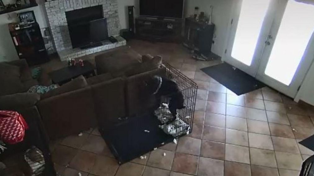 Los perros se sobresaltaron cuando sintieron "la presencia" del fantasma.
