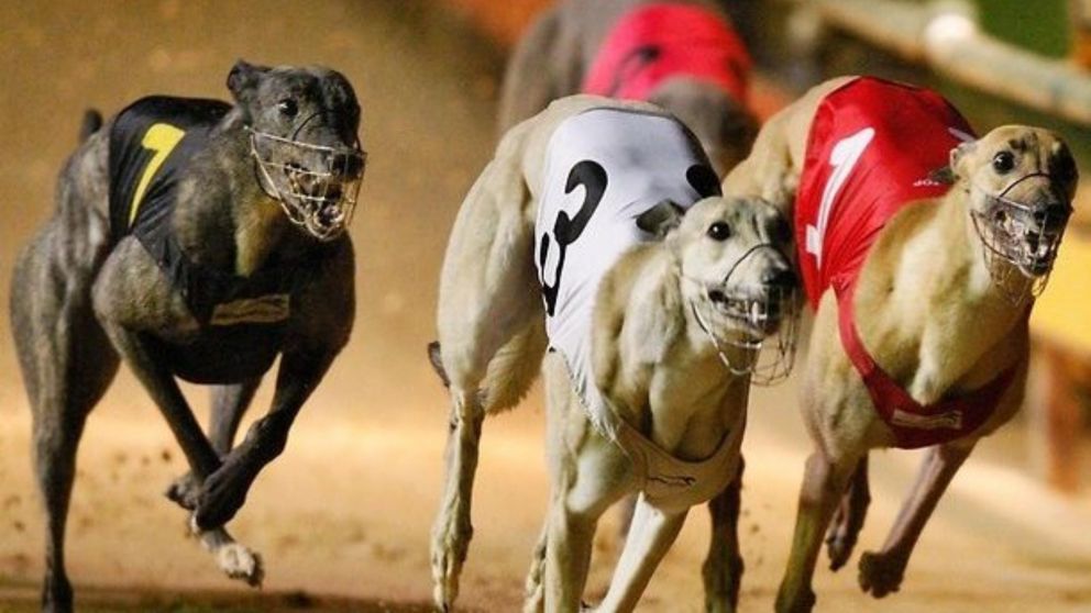 Las carreras de galgos, a pesar de estar penadas por la ley en todo el país, continúan en la clandestinidad.