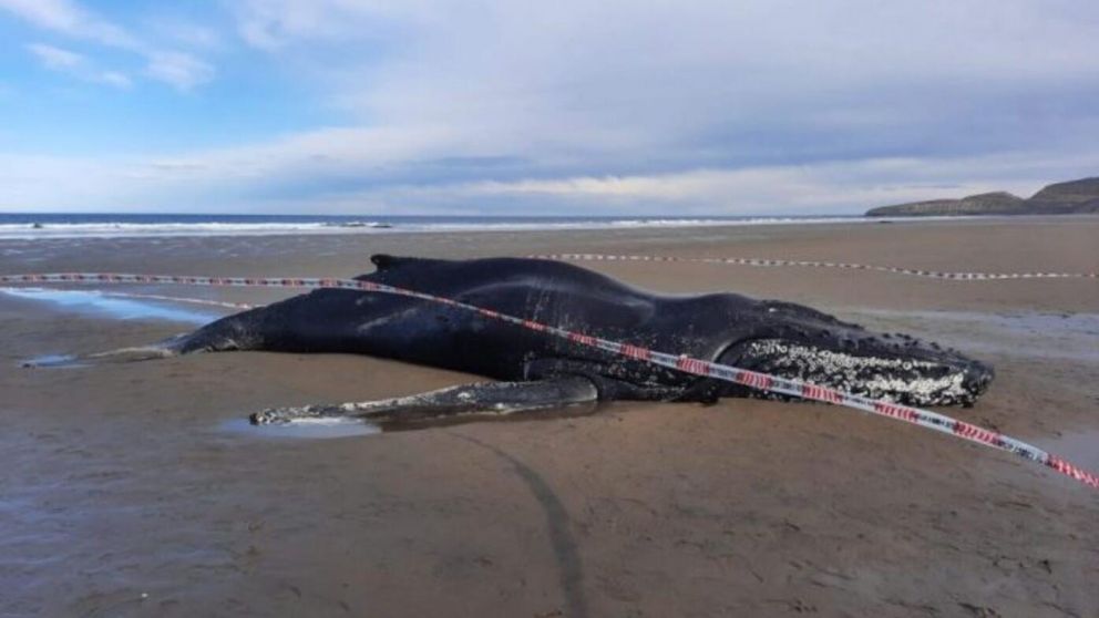 El cadáver del cetáceo fue encontrado en la costa chubutense (Twitter).