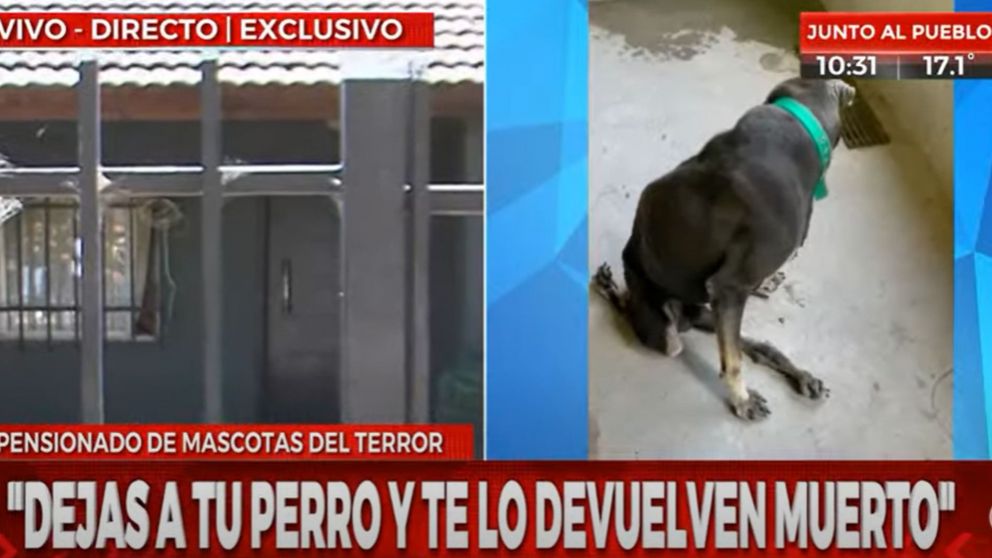 El pensionado de mascotas denunciado por torturar a los animales.