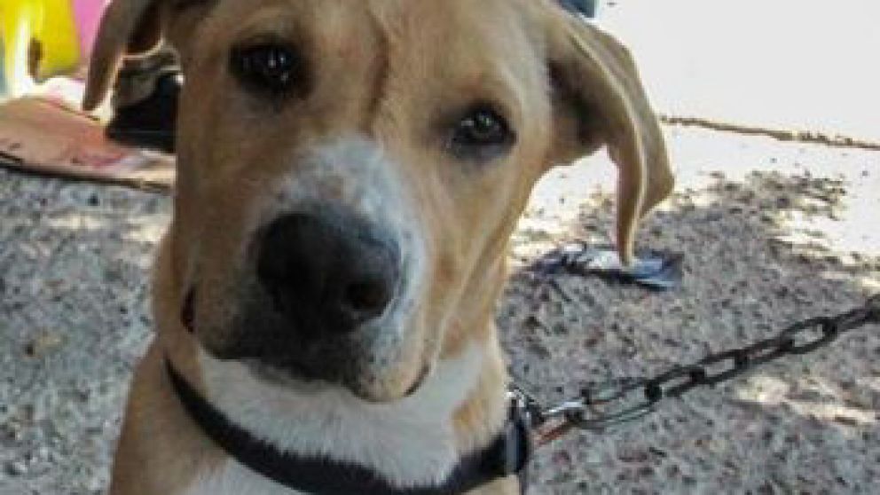 Perritos maltratados