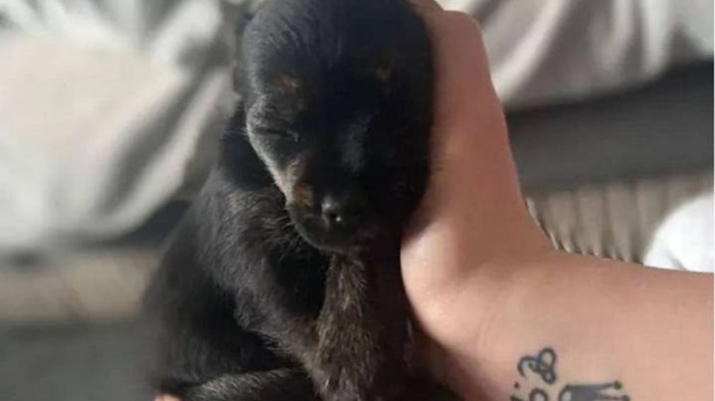 Pagó unas 600 libras por la mascota, lo que equivale a poco más de 80 mil pesos.
