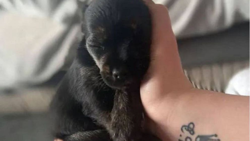 Pagó unas 600 libras por la mascota, lo que equivale a poco más de 80 mil pesos.