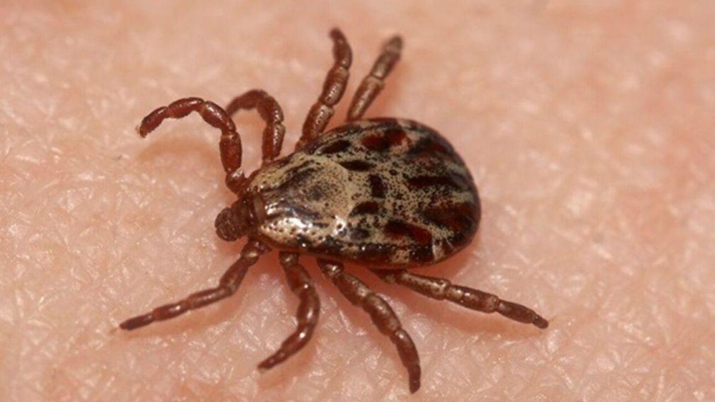 El Virus Yezo causa diversos síntomas en nuestro organismo (Imagen ilustrativa).