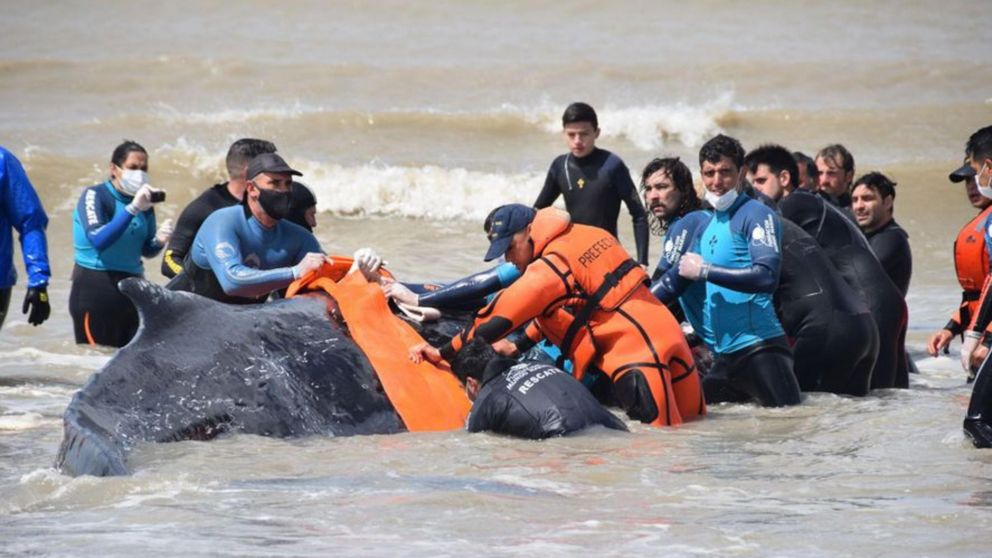 As� fue el rescate de la ballena del que particip� una decena de personas.
