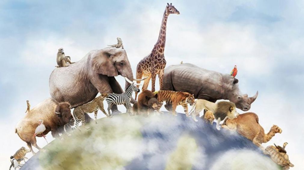 Cada 4 de octubre se celebra el D�a Mundial del Animal y se busca concientizar sobre el problema de las especies en peligro de extinci�n (imagen ilustrativa).