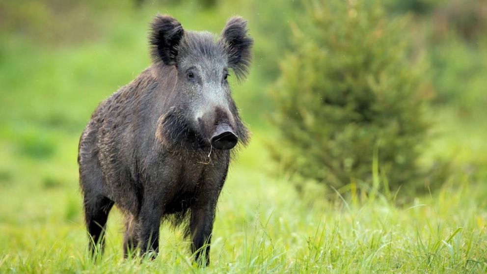 Algunos definieron el caso como "cazador cazado".