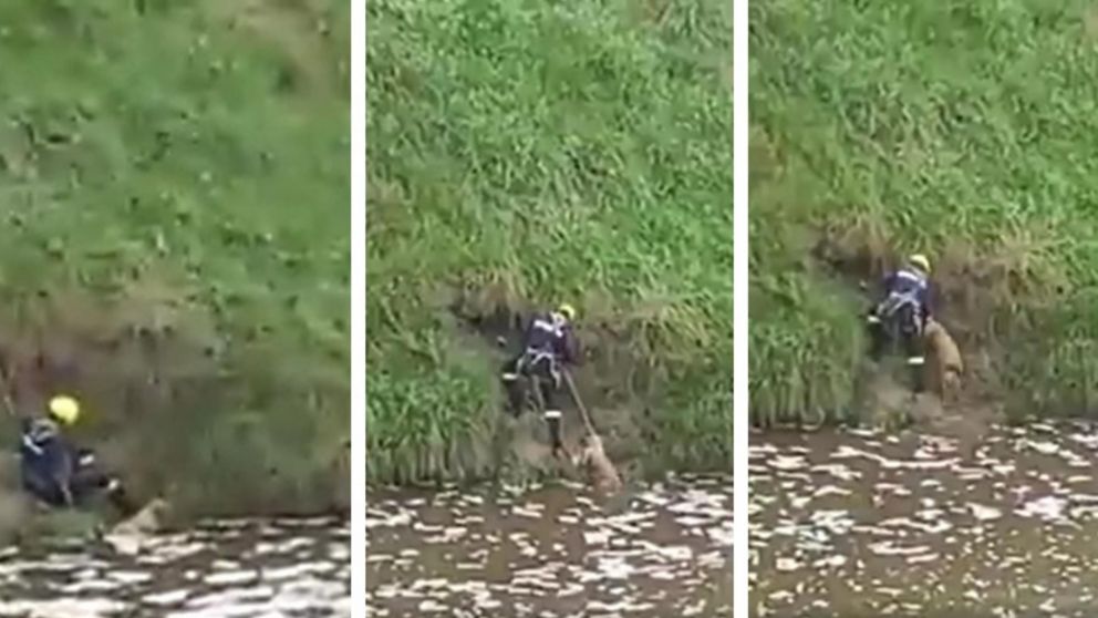 Así fue el rescate del perrito que había quedado atrapado. (Captura video)