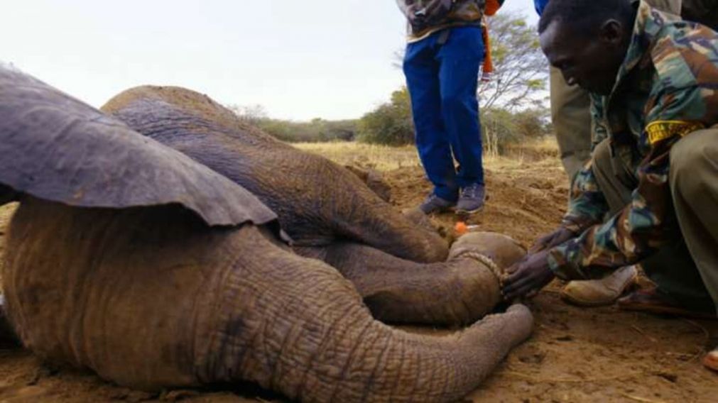 Un grupo de veterinarios rescataron a una cr�a de elefante que hab�a quedado atrapada en una trampa (imagen captura v�deo).