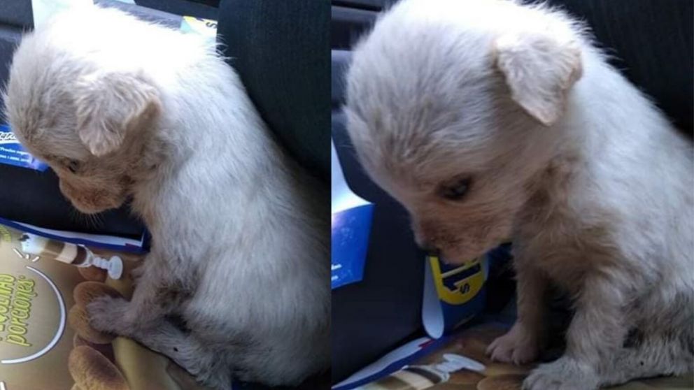La perrita fue abandonada en una bolsa de basura por sus dueños y cuando la rescataron no dejaba de estar triste (imagen Facebook).