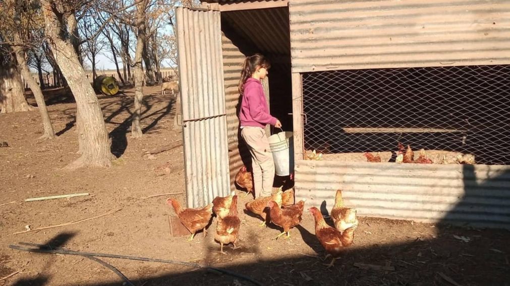 La niña de 14 años, con la ayuda de su familia, recolecta y vende los huevos de sus "gallinas felices". (Instagram: @gallinas_felices_meva)
