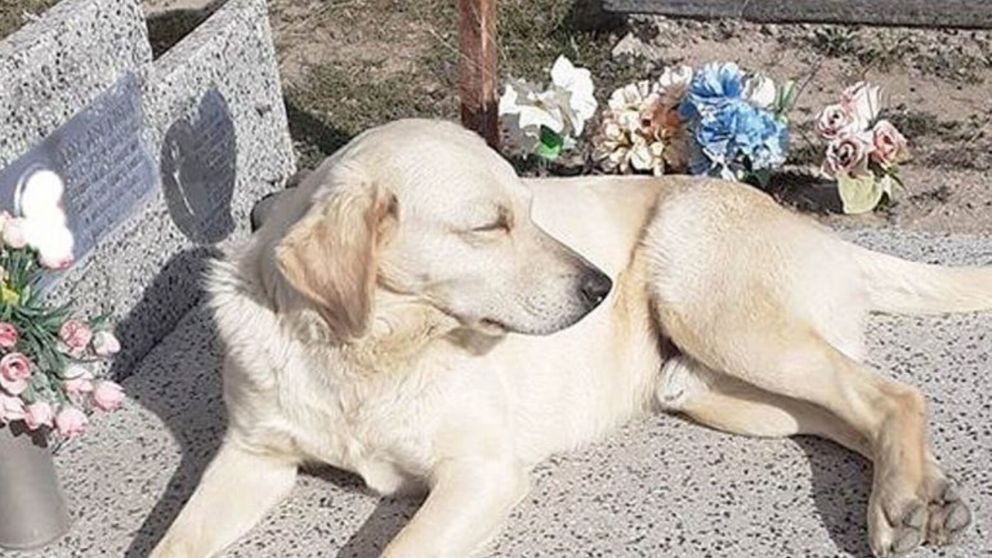 Bobby es un perro que decidió acompañar a su dueño incluso después de este falleciera y ahora vive en el cementerio (imagen Diario Río Negro).