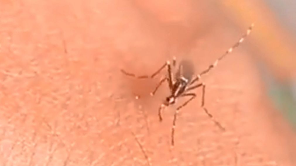 Un mosquito que no podía picar y succionar la sangre de un humano se volvió viral en las redes sociales. (Captura de video)