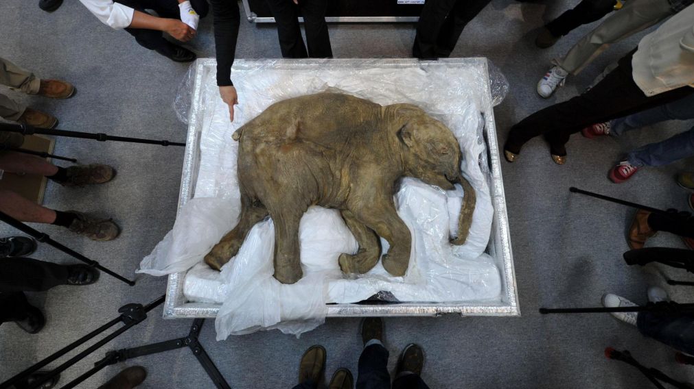 Los restos de un mamut bebé bien conservado, exhibidos en Hong Kong en 2012. (AFP).