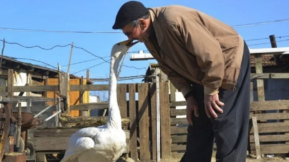 Salv� a un cisne hace 37 a�os y se volvieron amigos inseparables.