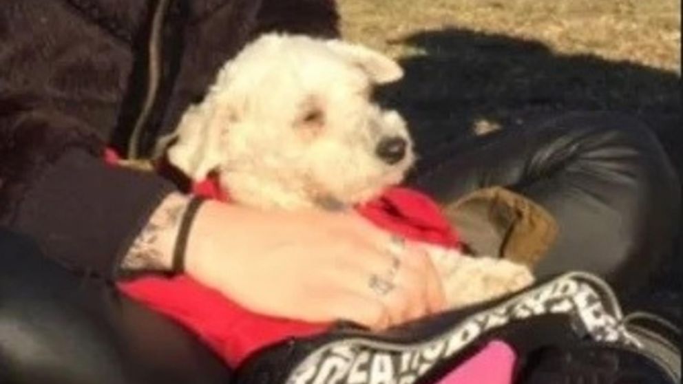 La víctima es Mía, que fue atacada a patadas en el edificio donde vivía con su dueña en barrio La Loma (Archivo).