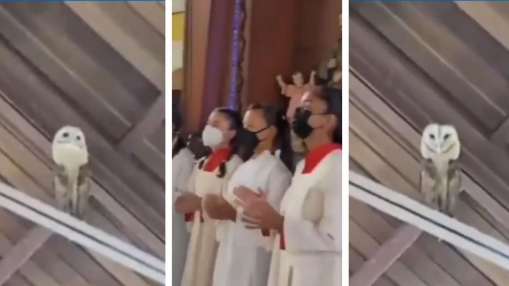 As� la lechuza se conmueve ante el c�ntico de los fieles y baila. (captura video)