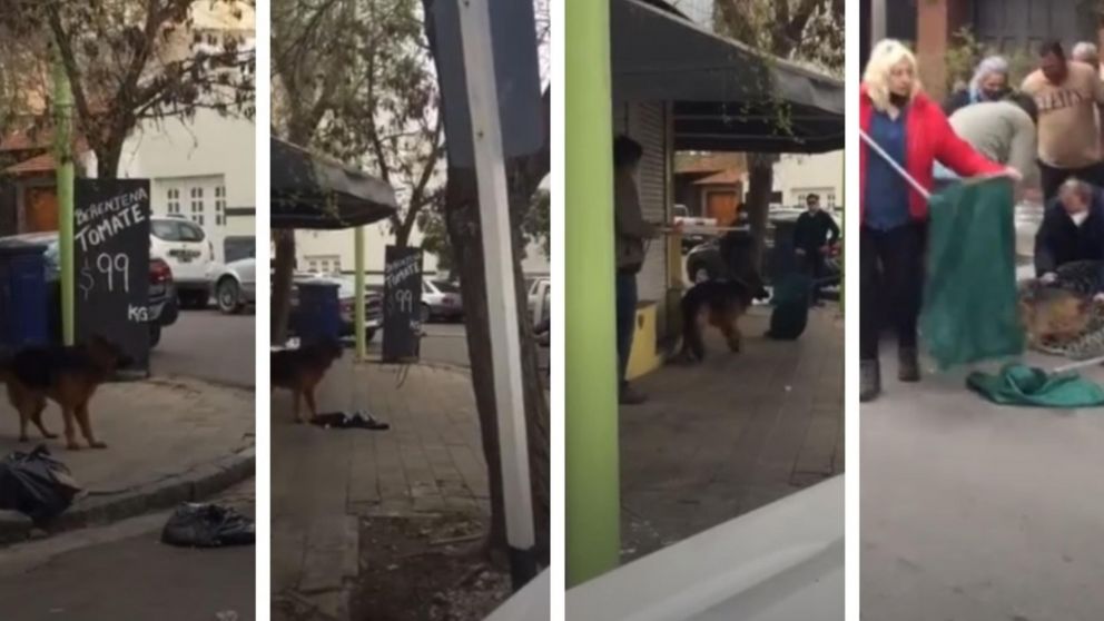 Así detuvieron a perrito furioso que no dejaba pasar por la verdulería. (Captura video)