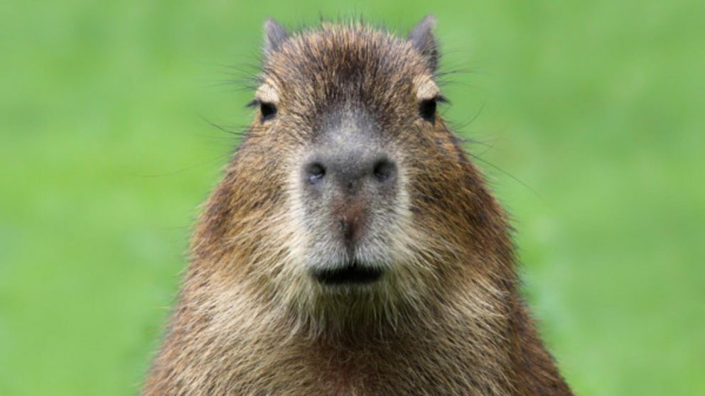 Los carpinchos son animales autóctonos de la regiones pampeana y mesopotámica de Argentina y también habitan en regiones de Uruguay, Brasil y Paraguay.