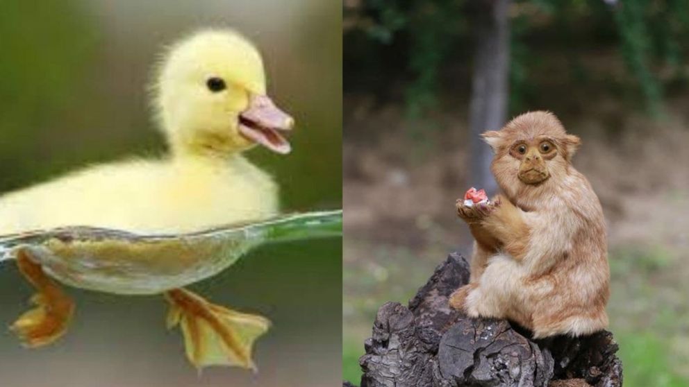 El video está protagonizado por un mono pequeño y un patito amarillo. (Imagen ilustrativa).