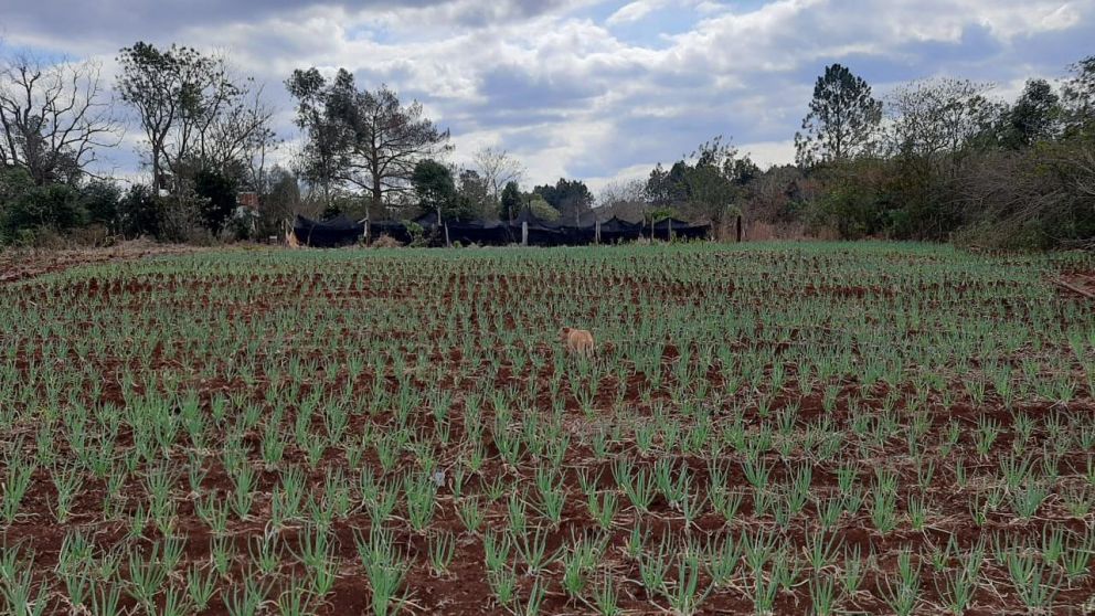 El campo donde la menor habría sido abusada.