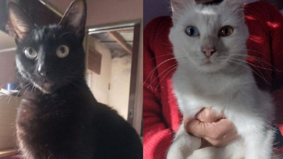 Los gatos negros y blancos son de los más pedidos entre septiembre y noviembre.